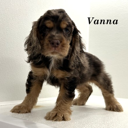 puppy, for, sale, Cocker Spaniel, Joe & Cherri  Overlease, dog, breeder, Miller, MO, dog-breeder, puppy-for-sale, forsale, nearby, find, puppyfind, locator, puppylocator, aca